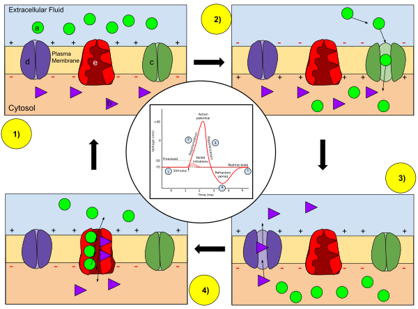 Membrane Permeability Of A Neuron During An Action Potential