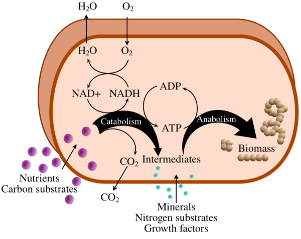 Metabolism En