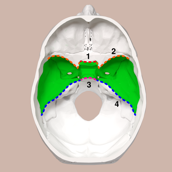 Middle Cranial Fossa Boundaries