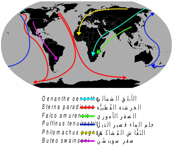 Migrationroutes Ar