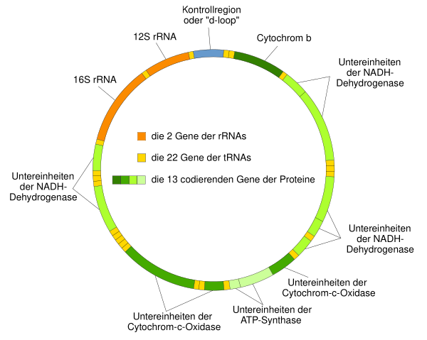 Mitochondrial DNA De