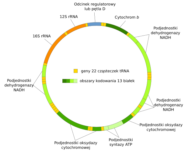 Mitochondrialne DNA Pl Vector