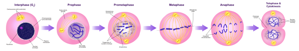 Mitosis Stages
