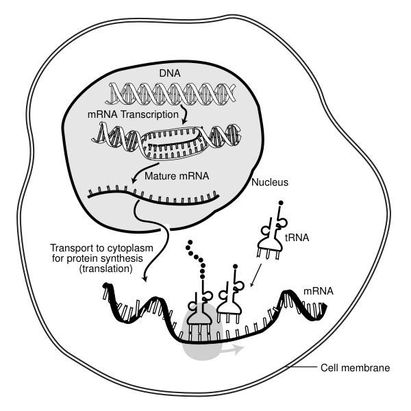 MRNA Interaction