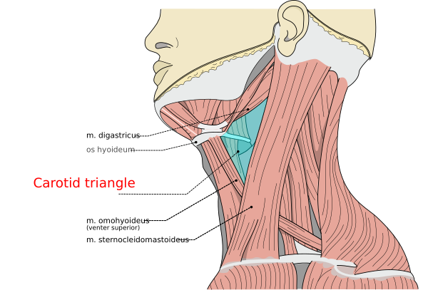 Musculi Coli Base, My Edits For Tringles, Carotid T