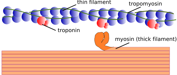 Myofilament