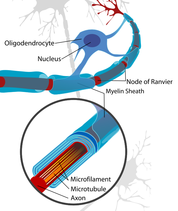 Neuron With Oligodendrocyte And Myelin Sheath