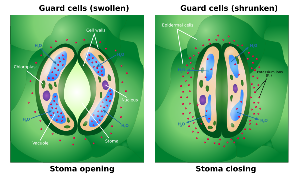 Opening And Closing Of Stoma Vector