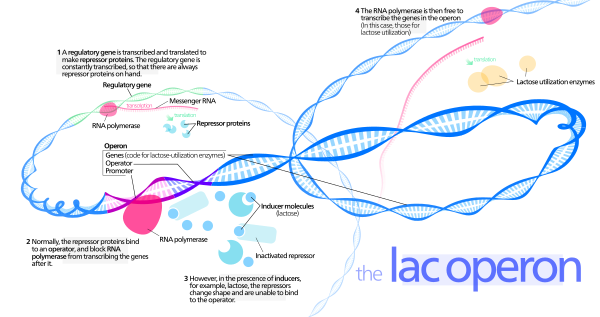 Operon