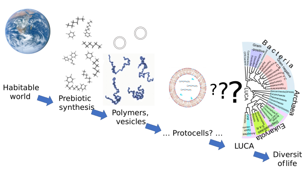 Origin Of Life Stages Vector