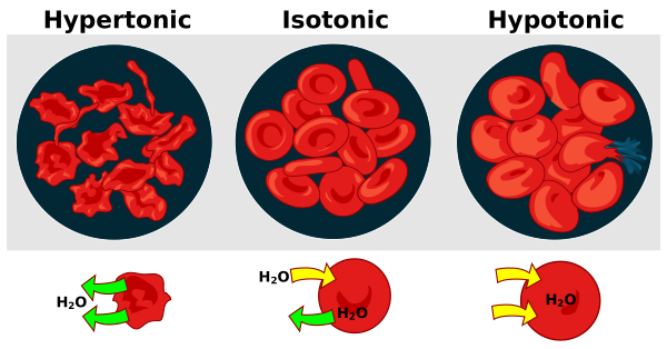 Osmotic Pressure On Blood Cells Diagram Vector