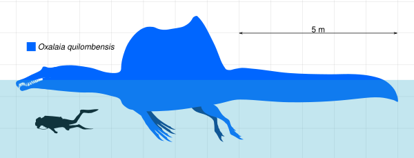 Oxalaia Size Chart