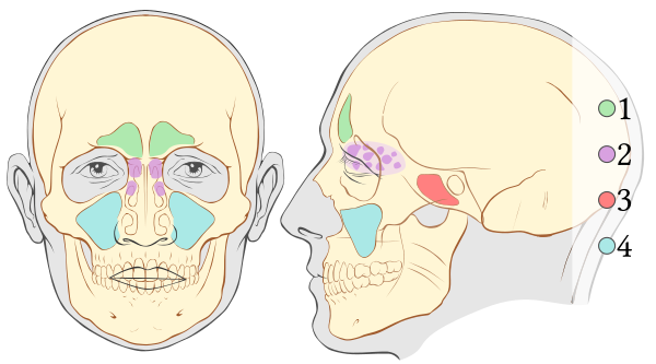 Paranasal Sinuses Numbers Vector