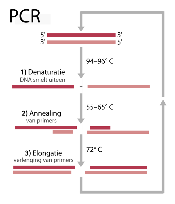 PCR Schema