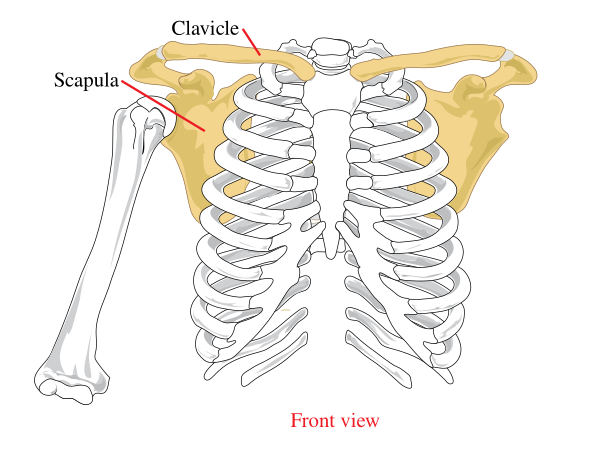 Pectoral Girdle Front Diagram
