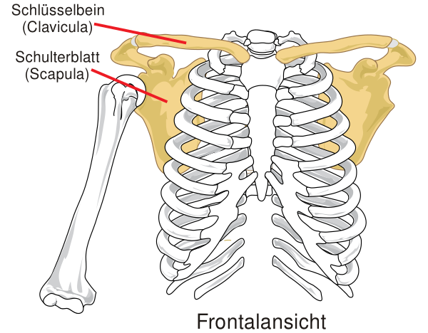 Pectoral Girdle Front Diagram De