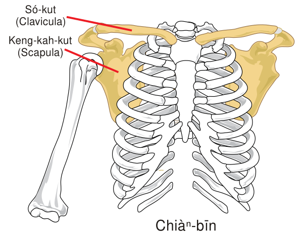 Pectoral Girdle Front Diagram Nan