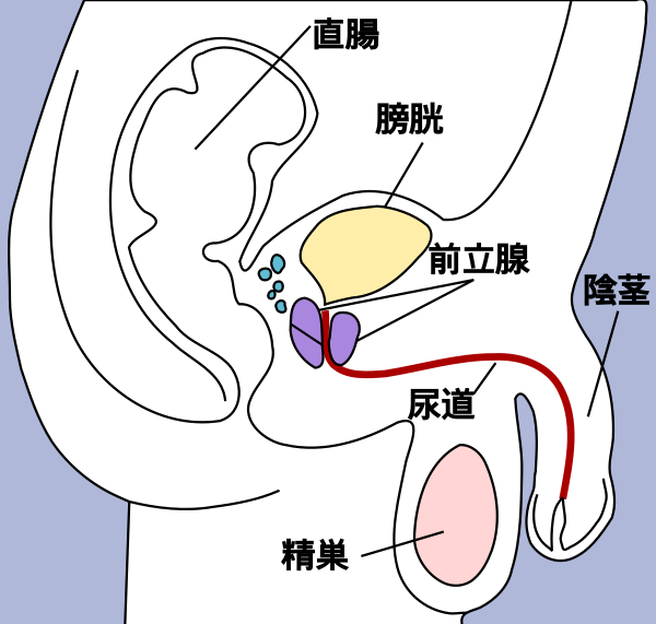 Penis Ja