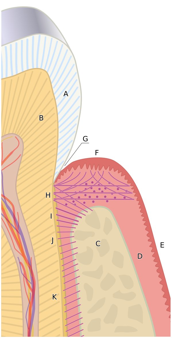 Periodontium