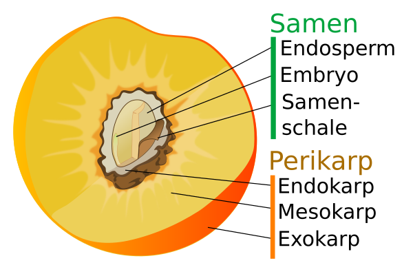 Pfirsichfrucht