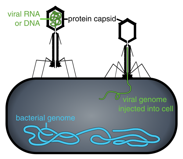 Phage Injecting Its Genome Into Bacteria