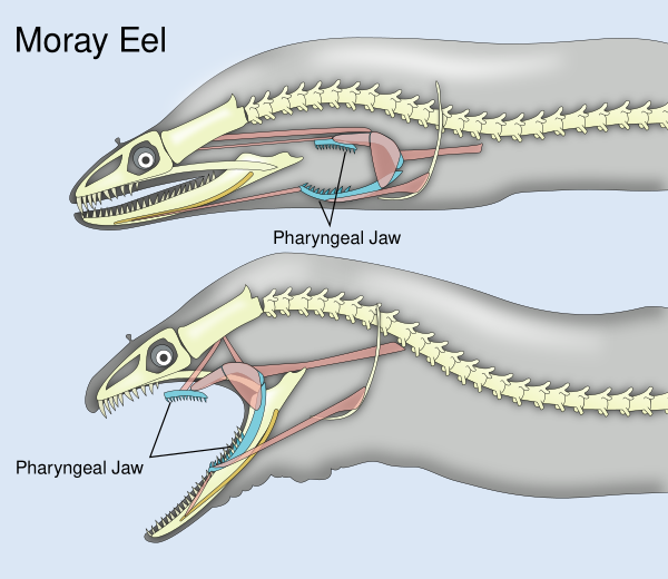 Pharyngeal Jaws Of Moray Eels Vector