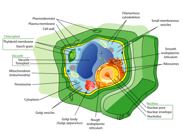 Plant Cell Structure En Vector
