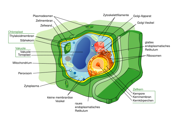 Plant Cell Structure Svg De