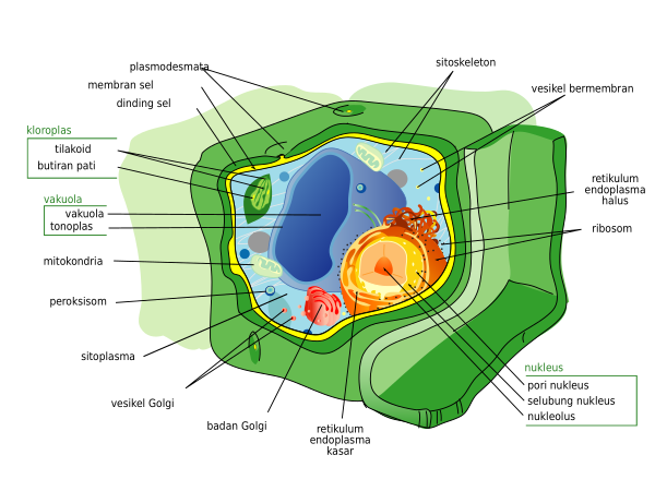 Plant Cell Structure Svg Id