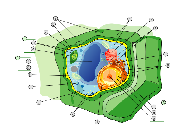 Plant Cell Structure Svg Labels Vector
