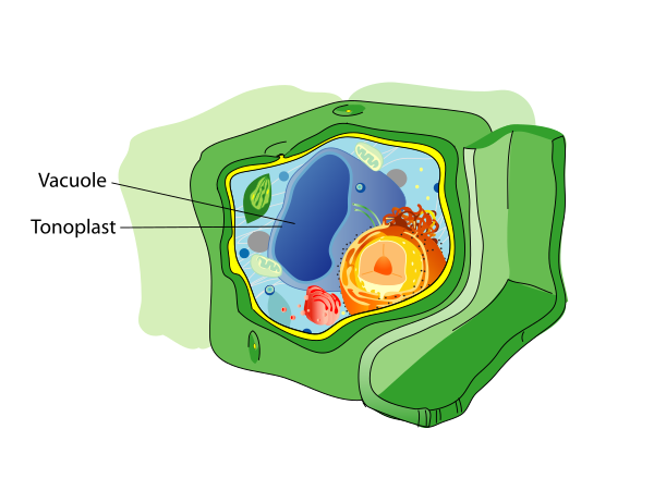 Plant Cell Structure Svg Vacuole