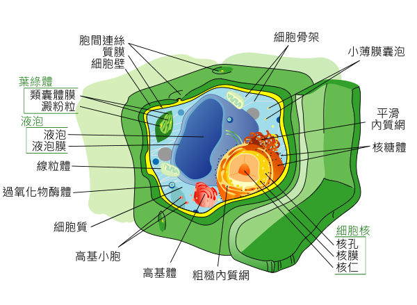 Plant Cell Structure Svg Zh Hant