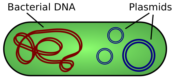 Plasmid (english)