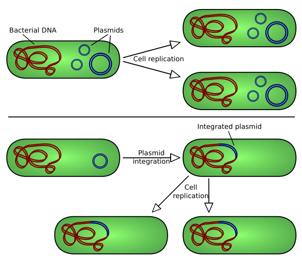 Plasmid Replication (english)