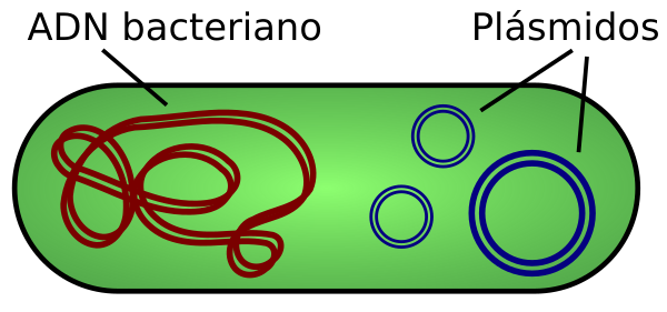 Plasmid (spanish)