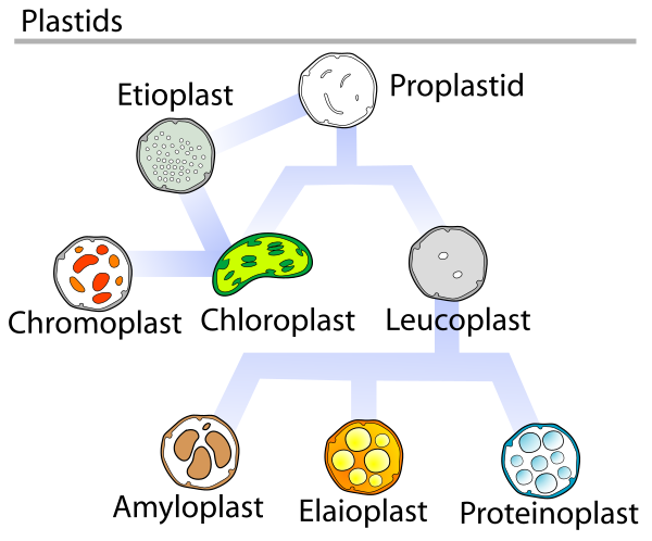 Plastids Types En
