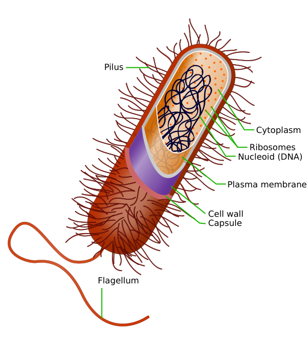 Prokaryote Cell Vector