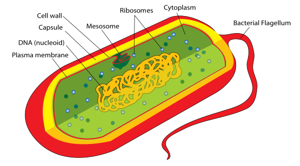 Prokaryote Cell Diagram Vector