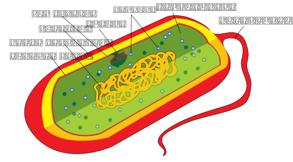 Prokaryote Cell Diagram Bn