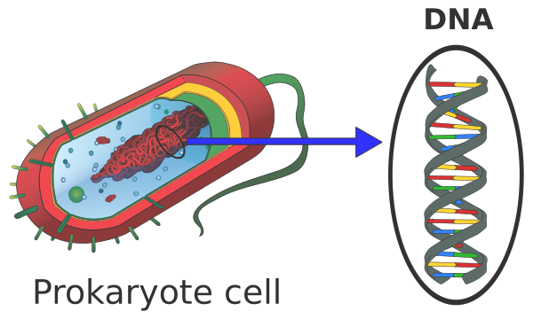 Prokaryote DNA En