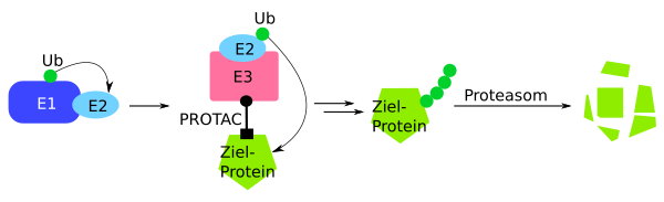 PROTAC Wirkmechanismus