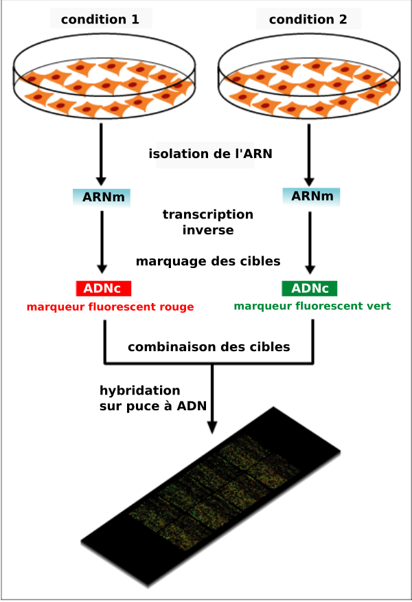 PuceADN Schema2 FR