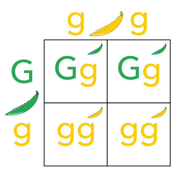 Punnett Square (Green Dominant) Vector
