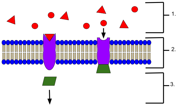 Receptor (Biochemistry)