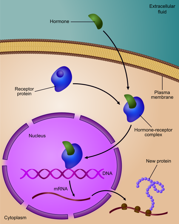 Regulation Of Gene Expression By Steroid Hormone Receptor Vector