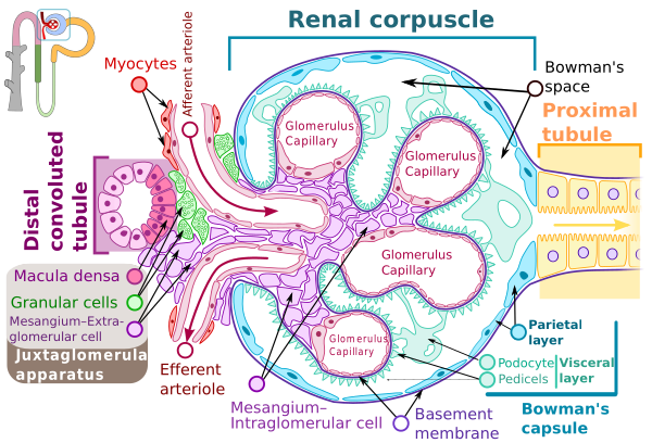 Renal Corpuscle En