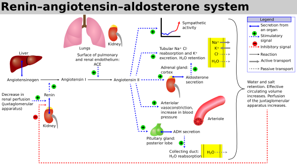 Renin Angiotensin Aldosterone System
