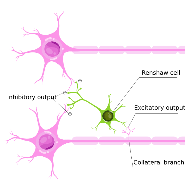 Renshaw Cell Hariadhi