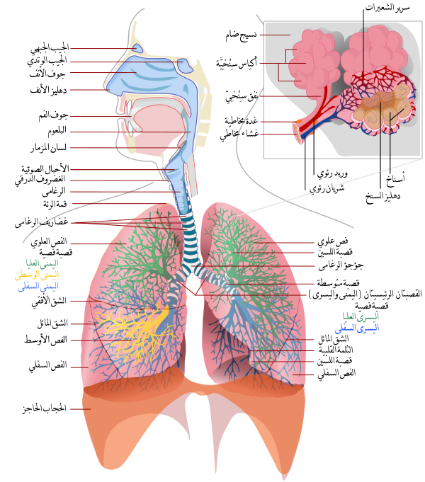 Respiratory System Complete Ar