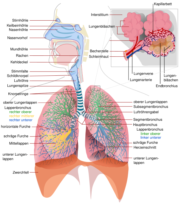 Respiratory System Complete De